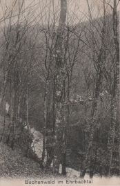 Hier geht es zur Karte mit dem Motiv 'Schlängelnder Bach im Buchenwald'