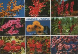 Hier geht es zur Karte mit dem Motiv 'Neun Wildblumen aus Australien'