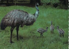 Hier geht es zur Karte mit dem Motiv 'Emu mit drei Jungvögeln'