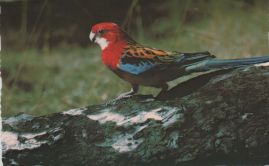 Hier geht es zur Karte mit dem Motiv 'Rosellasittich auf einem Baumstamm'