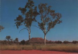 Hier geht es zur Karte mit dem Motiv 'Twin Ghost Gums vor Mt. Burts Bluff'