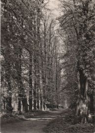 Hier geht es zur Karte mit dem Motiv 'Eiche und Linden im Schlosspark'
