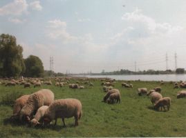 Hier geht es zur Karte mit dem Motiv 'Hungrige Schafe am Rhein in Leverkusen'