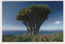 Hier geht es zur Karte mit dem Motiv 'Opuntien neben dem Drachenbaum'