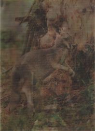 Hier geht es zur Karte mit dem Motiv 'Linsenrasterbild mit Kän­gu­ru und Koala'